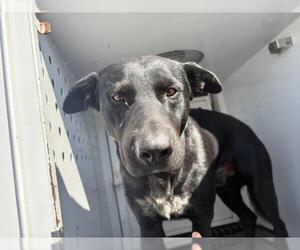 Labrador Retriever-Unknown Mix Dogs for adoption in Riverside, CA, USA