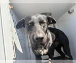 MARS - Male Labrador Retriever-Unknown Mix Dog for Adoption - Small photo