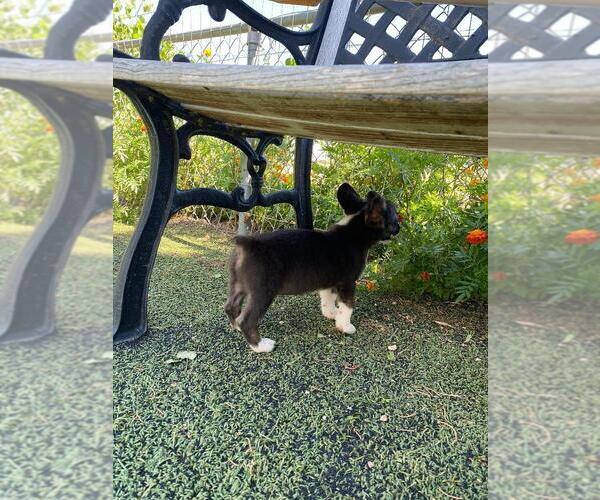 Medium Photo #4 Aussie-Corgi Puppy For Sale in BRIGGSDALE, CO, USA