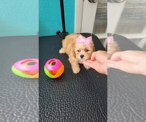 Poodle (Toy) Puppy for sale in SEBRING, FL, USA