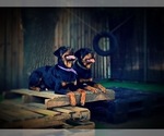 Small Photo #26 Rottweiler Puppy For Sale in GARLAND, TX, USA