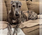 Small Greyhound