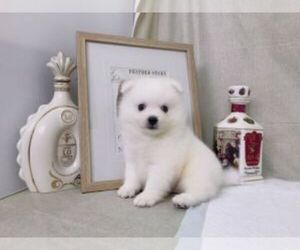 Japanese Spitz Puppy for sale in CHICAGO, IL, USA
