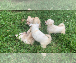 Chorkie Puppy for sale in WHITE PINE, TN, USA