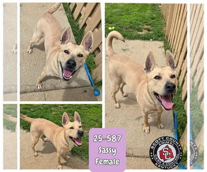 Dutch Shepherd -Unknown Mix Dogs for adoption in Georgetown, KY, USA