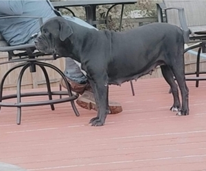 Mother of the Cane Corso-Great Dane Mix puppies born on 03/28/2024