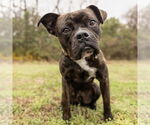 Small #3 Boxer Mix