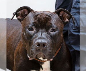 American Staffordshire Terrier-Unknown Mix Dogs for adoption in Sanford, FL, USA