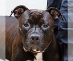 Small American Staffordshire Terrier Mix