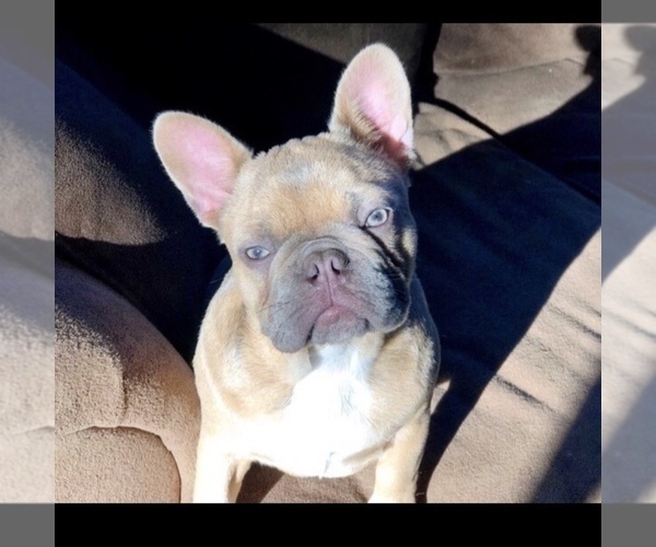 Medium Photo #1 French Bulldog Puppy For Sale in POTTER VALLEY, CA, USA