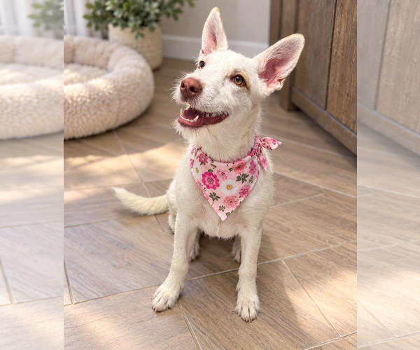 Medium Photo #3 Mutt Puppy For Sale in Phoenix, AZ, USA