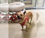 Small Chihuahua