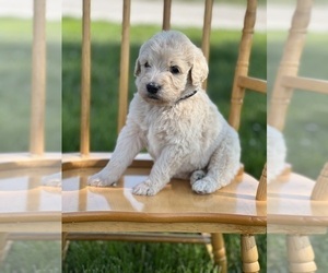 Goldendoodle Puppy for sale in MARYVILLE, MO, USA