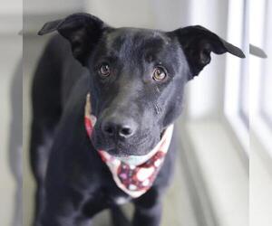 Labrador Retriever-Unknown Mix Dogs for adoption in San Antonio, TX, USA