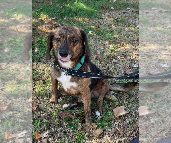 Medium Photo #2 Beagle Puppy For Sale in Evansville, IN, USA