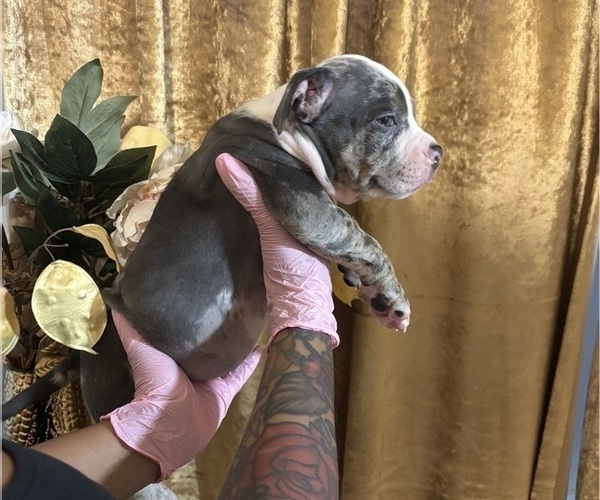 Medium Photo #20 American Bully Puppy For Sale in SEVERN, MD, USA