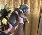 Small #4 American Bully