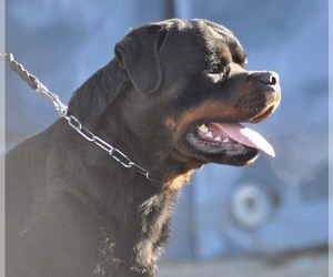 Rottweiler Puppy for sale in SPRINGVILLE, UT, USA