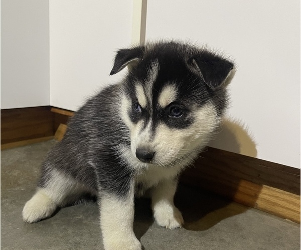 Medium Photo #1 Siberian Husky Puppy For Sale in FORT WAYNE, IN, USA