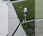Small #11 American Pit Bull Terrier Mix