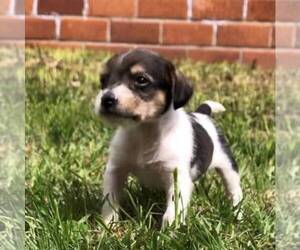 Schneagle Puppy for sale in BURKE, SD, USA