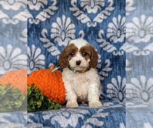 Cavapoo Puppy for sale in OXFORD, PA, USA