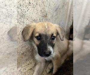 American Pit Bull Terrier-Border Collie Mix Dogs for adoption in Oklahoma City, OK, USA