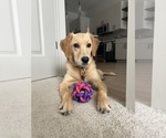 Small #1 Golden Retriever