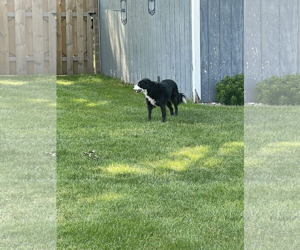 Medium Photo #3 Border Collie-Unknown Mix Puppy For Sale in Highland, IL, USA