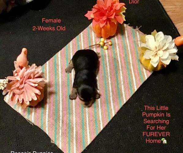 Medium Photo #1 Yorkshire Terrier Puppy For Sale in BARTOW, FL, USA