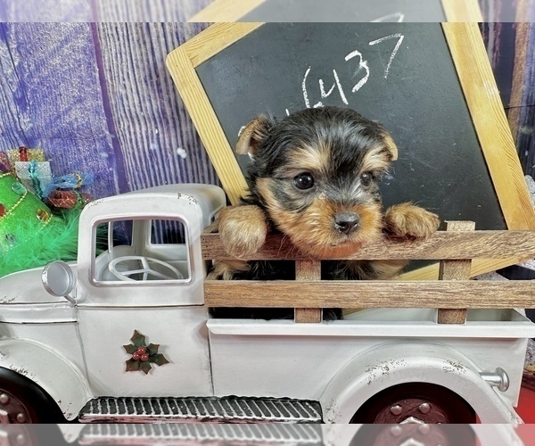 Medium Photo #5 Yorkshire Terrier Puppy For Sale in CASSVILLE, MO, USA