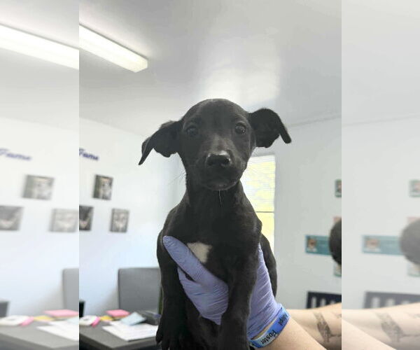 Medium Photo #1 Dachshund-Unknown Mix Puppy For Sale in Arlington, WA, USA