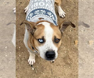 Zeus (from GA) - Male Mutt Dog for Adoption - Photo #9