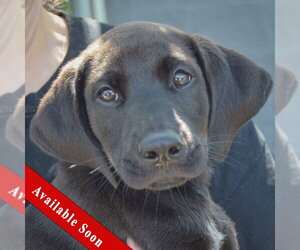 Mutt Dogs for adoption in Huntley, IL, USA