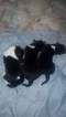 Small Photo #1 Great Pyredane Puppy For Sale in SPOKANE, WA, USA