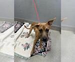 Small Mastiff Mix