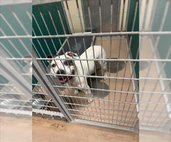 Medium Photo #1 Mutt Puppy For Sale in Texas City, TX, USA