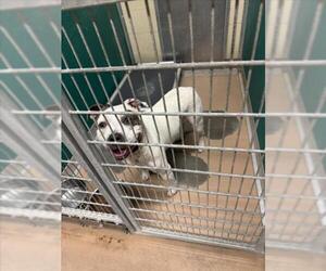 Mutt Dogs for adoption in Texas City, TX, USA