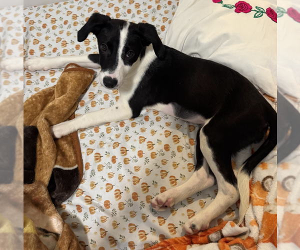 Medium Photo #5 Mutt Puppy For Sale in Brooklyn, NY, USA