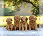 Small #2 Goldendoodle