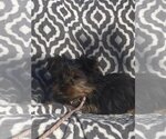 Small Photo #3 Mutt Puppy For Sale in HOPKINSVILLE/PRINCETON, KY, NH, USA