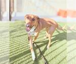Small #1 Black Mouth Cur-Pointer Mix