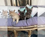 Small Photo #3 French Bulldog Puppy For Sale in CONYERS, GA, USA