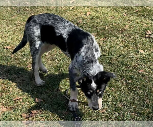 Medium Photo #3 Mutt Puppy For Sale in Garden City, NY, USA