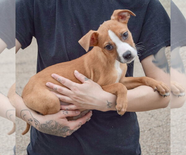 Medium Photo #2 Boxer-Bull Terrier Mix Puppy For Sale in Huntley, IL, USA