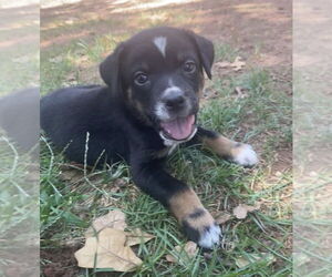 Rottweiler-Unknown Mix Dogs for adoption in OKLAHOMA CITY, OK, USA