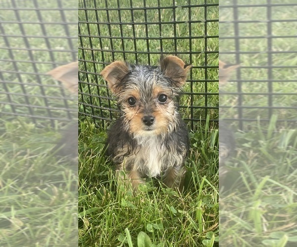 Medium Photo #4 Yorkshire Terrier Puppy For Sale in CANOGA, NY, USA