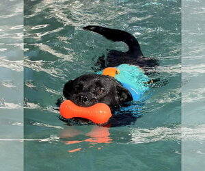 Ralphie - Male Labrador Retriever-Unknown Mix Dog for Adoption - Photo #4