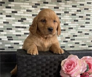 Golden Retriever Puppy for sale in THORP, WI, USA