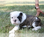 Small Photo #8 English Bulldog Puppy For Sale in HEFLIN, LA, USA